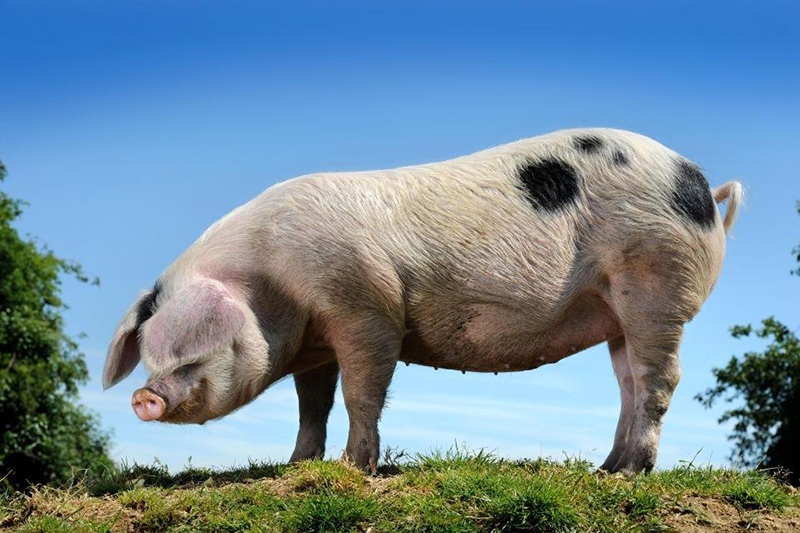 Инспиромицин 25 – супероружие против респираторных заболеваний свиней